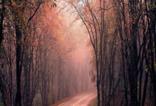 快问快答：曼联八千万以上欧元购入谢什科，曼联4000万